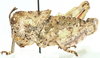 Batrachidacris rubridens (Uvarov, 1929): male, lateral view. (Otu).