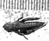 Punacris peruviana (Saussure, 1888): Image Carbonell, C.S. female, dorsal view. (Otu).