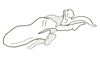 Ateliacris annulicornis annulicornis (Bruner, 1908): Fig. 16. endophallus, lateral view. (Otu).