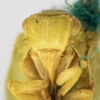 Head on Anormenis tortricina (Germar, 1821): (Observation).
