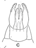 Pygofer, ventral view: !! display not done !! on Deiroderes inermis Ramos Alemar, 1957: (Observation).