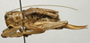 CollectionObject 1535100; 87096620-d563-4edf-bf3e-f084ab59511e: female, lateral view (syntype). (CollectionObject).