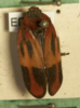 Habitus, dorsal view: !! display not done !! on Tomaspis furcata (Germar, 1821): (Observation).