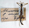 CollectionObject 1556921; 2409fc24-bc55-4a21-ab72-adb161a32ed2: copyright MSNG. male of synonym Abrosoma simplex (holotype). (CollectionObject).