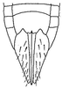 Ovipositor: female pygofer, ventrally. (Observation).
