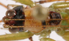 CollectionObject 1533243; e1951ace-829b-45be-a619-4d2554000369: male pronotum, dorsal view (holotype). (CollectionObject).