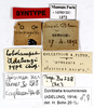 CollectionObject 1587684; MNHN(SF IMPORT DUPLICATE) MNHN-EP-EP1973, 4fad2792-5b64-4985-a83f-cc37e4c67c95: CC BY-NC-ND 4.0/MNHN - Depraetere Marion - 2014. Syntype, sex unknown, of Lobolampra adelungi Chopard, 1943. Specimen number: MNHN-EP-EP1973. http://coldb.mnhn.fr/catalognumber/mnhn/ep/ep1973. (CollectionObject).