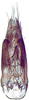 Pygofer ventral appendages, ventral view on Bundera onukiiformis Dietrich, Nguyen & Pham, 2020: holotype, genital capsule. (Observation).