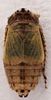 Habitus, dorsal view: !! display not done !! on Doratura stylata (Boheman, 1847): from Spain, Teruel; male. (Observation).