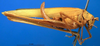 CollectionObject 1502883; 5f4a4550-399f-4551-a67b-b5d87d402314: female, lateral view (paralectotype of Tylopsis inhamata). (CollectionObject).