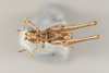 CollectionObject 1499311; 07fd111a-de91-4cf8-a6f1-19061cfd554f: Male, dorsal view (holotype). (CollectionObject).