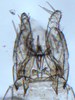 Pygofer, ventral view: (Observation).