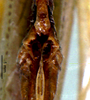 CollectionObject 1503301; MBBJ 3225082, ec449414-c641-4202-b73e-6918bca0af32: female abdominal apex. (CollectionObject).