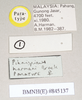 Ommatopseudes harmani (Brock, 1995): copyright Natural History Museum, London. female, data labels (paratype). (Otu).