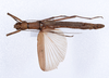 Aschiphasma piceum Redtenbacher, 1906: copyright ZMUH, Hamburg. female, dorsal view NON-type. (Otu).