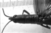 CollectionObject 1565618; c29b2a45-da21-450b-9d39-61b766361697: Image Carbonell, C.S. female head and pronotum, dorsal view. (CollectionObject).