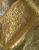 CollectionObject 1542360; INBio INB0003705898, 60874b11-8896-411d-ad4b-7e68eb649ee7: male, stridulatory file, ventral view of left tegmen (specimen from Costa Rica). (CollectionObject).