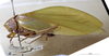 CollectionObject 1503410; MBBJ 3226121, 12b36327-91a4-41ab-854f-a1ca6cadb4dc: male, lateral view. (CollectionObject).