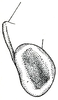 Taeniophora panamae Hebard, 1924: Pl. VI, Fig. 13 (after type). apex of male cercus, dorsal view. (Otu).