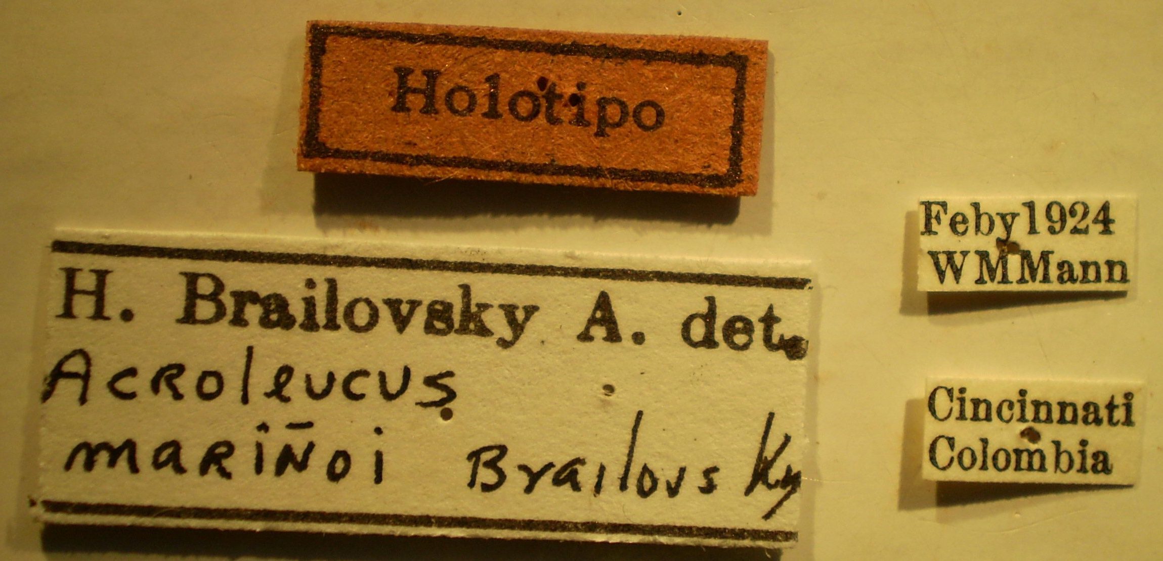 Acroleucus marinoi - Holotype Labels (NMNH) - (CC BY-NC 3.0) - Photo by Pablo M. Dellapé with permission from the National Museum of Natural History (NMNH), Smithsonian Institution, Washington, D.C Depicts CollectionObject 1593318; a786f2e8-e104-4b81-86ba-024e48456cc0, a CollectionObject.