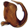 Aedeagus, lateral view on Alocoelidia fulva Evans, 1954: Alocoelidia fulva, aedeagus, laterally (CAS). (Observation).