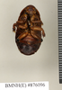 Salganea rehni Roth, 1979: Copyright Natural History Museum, London. Paratype (adult female) in BM(NH). Ventral view. (Otu).