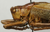 CollectionObject 1535131; d0c51dd8-88e3-45b6-a0e3-b2b0a062db69: male pronotum, lateral view (holotype). (CollectionObject).
