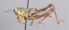 CollectionObject 2014607; 6a4db36e-0c58-46f4-8d18-9f75a2a1abe2: female, lateral view. (CollectionObject).