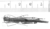 CollectionObject 1525097; 4e78be6a-9c88-42d0-b87b-0f847b3f5747: male, dorsal view (holotype). (CollectionObject).
