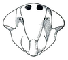 Head: Idiodonus kennicottii, face. (Observation).