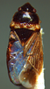 CollectionObject 1595296; d6ca8f8e-9048-4597-ab71-8e04f9014eef: Tropisthetus australis, holotype. (MLP) - (CC BY-NC 4.0) - Photo by Pablo M. Dellapé. Holotype, [Buenos Aires] Tandil, Dr Holmberg [col.] Tropisthetus australis Berg, typus, #1479 (MLP). (CollectionObject).