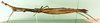 CollectionObject 1500890; dba6d578-f8ef-4c9a-b202-571e54339f6a: female, lateral view (lectotype). (CollectionObject).