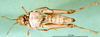 CollectionObject 1502886; 7cd07786-9c8f-43b6-9712-27636139b8e3: female, ventral view (paratype). (CollectionObject).