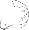 Pygofer, lateral view on Arboridia (Arboridia) cardinalis (Distant, 1918): Pygofer, lateral view. (Observation).