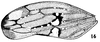 Forewing on Balcanocerus (Balcanocerus) balcanicus (Horváth, 1903): (Observation).