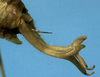 CollectionObject 1533194; e682f875-9323-4001-9c2c-e3988206c589: male cerci (holotype). (CollectionObject).