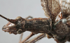 CollectionObject 1539817; 48ea20ca-0c94-4428-98c1-ffd25a7dc282, MNHN-EO-ENSIF713: male pronotum dorsal (holotype). (CollectionObject).