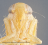 Head: !! display not done !! on Alebra rubrafrons DeLong, 1918: Head. (Observation).