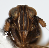Head: !! display not done !! on Isodelphax basivitta (Van Duzee, 1909): (Observation).