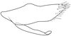 Pygofer, lateral view on Caetana pulchra Domahovski, Gonçalves, Takiya & Cavichioli, 2019: Male holotype [DZUP]: pygofer, valve and subgenital plate, lateral view. (Observation).