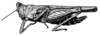 Xistrellula kankauense (Karny, 1915): Fig. 100 (after pratype). female, lateral view (pronotum length 12-13 mm). (Otu).