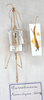 CollectionObject 1557977; 16523b2d-8755-46e9-85c9-6915e9e11ddb: copyright MSNG. male (holotype). (CollectionObject).