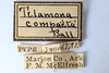 Other: !! display not done !! on Telamona compacta Ball, 1903: (Observation).