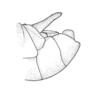 Mexacris annulicornis (Hebard, 1932): Plate 21, Fig. 6 (after type). male abdomen tip, lateral view. (Otu).