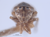 Head on Athysanella (Amphipyga) ectopa Blocker, 1990: (Observation).
