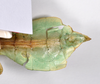 CollectionObject 1563784; 8407572d-9f42-4e43-8f73-b3c508db5bf7: copyright ZMHB, Berlin. male: end of abdomen, ventral view (paratype). (CollectionObject).
