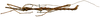 CollectionObject 1578595; RBINS IG: 32700''', 147a4476-5a9d-42bb-87c1-549b689a1865: copyright ISNB, Brussels. male, lateral view (holotype). (CollectionObject).