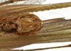 CollectionObject 1529765; be4e4fbd-9f82-40b1-8181-27247cd199e4: female subgenital plate (holotype). (CollectionObject).