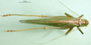CollectionObject 1501863; a558dd57-9b79-4818-9c25-4ea839bc0297: female, dorsal view. (CollectionObject).