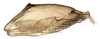 Pygofer, lateral view: Adama amalthusia, pygofer, laterally (INHS). (Observation).